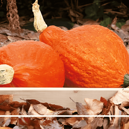 Ornamental Pumpkin Seeds Golden Hubbard Cucurbita Maxima Orange Fruits