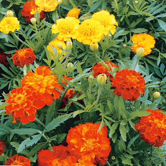 Dwarf African Marigold Seeds Tagetes Patula Nana Bonita Mixed