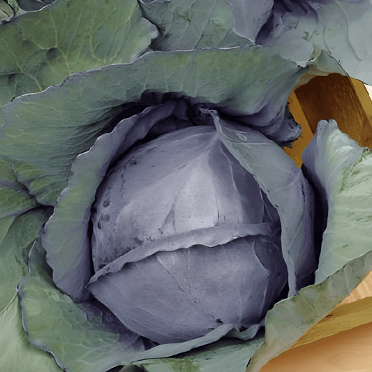 Red Cabbage Langedijker Storage Brassica Oleracea Seeds