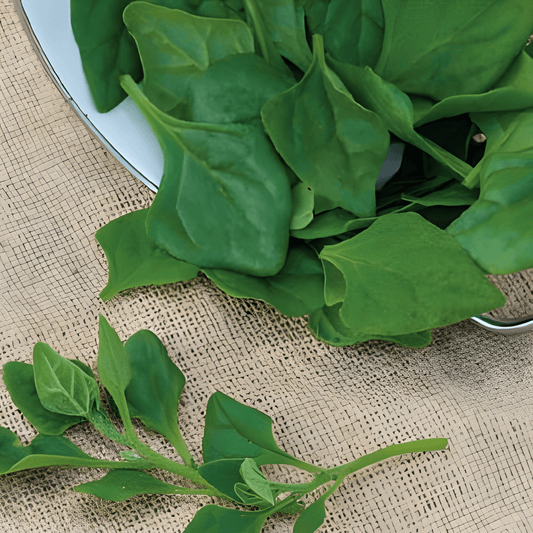 New Zealand Spinach Seeds Tetragonia Tetragonoides Vegetable Seeds