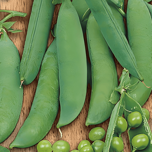 Kelvedon Wonder Peas Seeds Pisum Sativum Sweet Shelling Variety