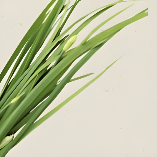 Organic Chinese Garlic Chives Seeds Allium Tuberosum Herb Variety