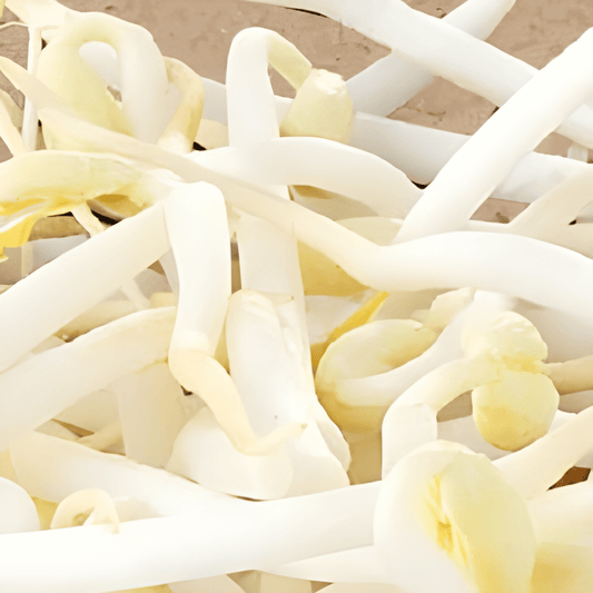 Sprouted Mung Bean Seeds Vigna Radiata For Fresh Crunchy Sprouts