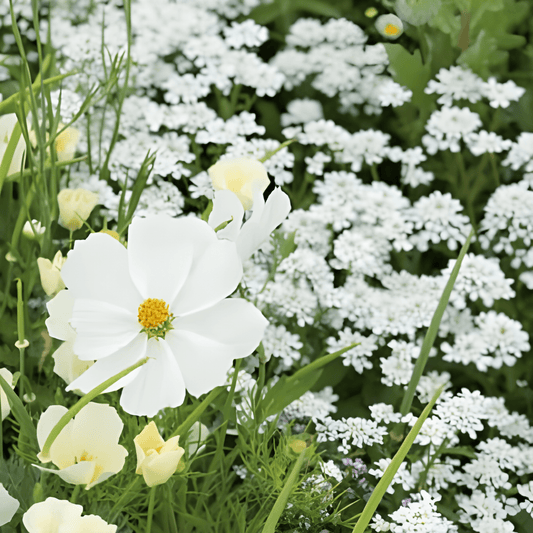 Summer Flower Seeds White Mix Summerflowers Mixture Of White Shades
