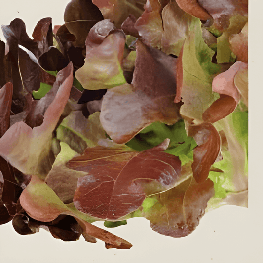 Organic Red Salad Bowl Lettuce Seeds Lactuca Sativa Vegetable