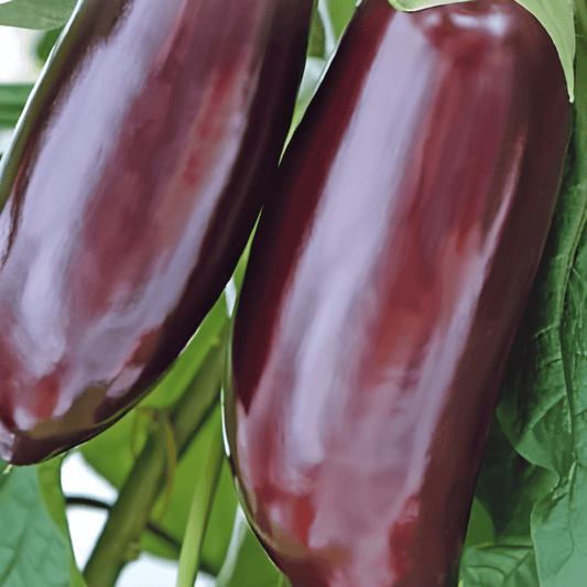 Aubergine Seeds Solanum Melongena Violetta Lunga 2 Variety
