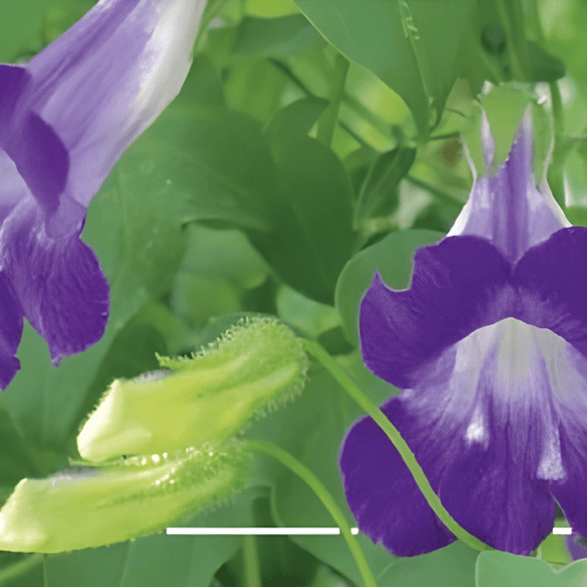 Climbing Flowers Seeds Asarina Scandens Snapdragon Vine Violet