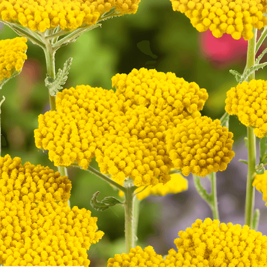Yarrow Cloth Of Gold Seeds Achillea Filipendula Aromatic Flowering