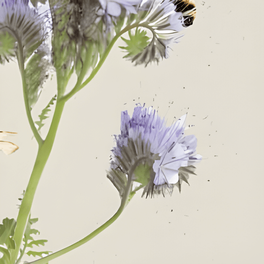 Organic Phacelia Tanacetifolia Seeds Bee Attracting Flowering Seeds