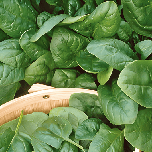Spinach Seeds Nores Viking Spinacia Oleracea 100g Summer Variety