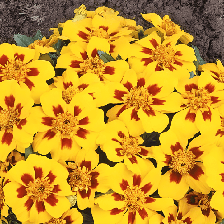 African Marigold Seeds Tagetes Patula Nana Low Naughty Marietta