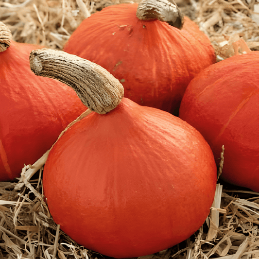 Uchiki Kuri Pumpkin Seeds Cucurbita Maxima Orange Hokkaido Variety