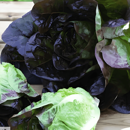 Mini Lettuce Moonred Seeds Lactuca Sativa Red Looseleaf Variety