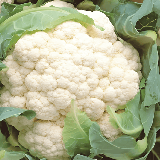 Winter Cauliflower Brassica Oleracea Seeds Walcheren Winter Variety