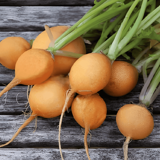 Yellow Radish Seeds Raphanus Sativus Zlata Round Variety