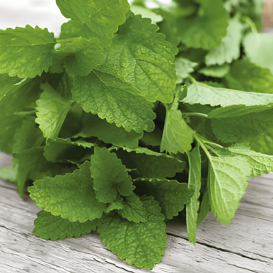 Lemon Balm Seeds Melissa Officinalis Perennial Herb For Culinary Use