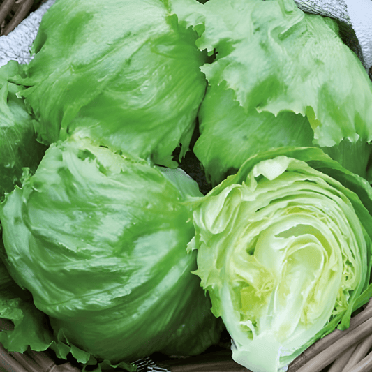 Great Lakes Lettuce Seeds Lactuca Sativa Slow Bolting Crisp Leaves