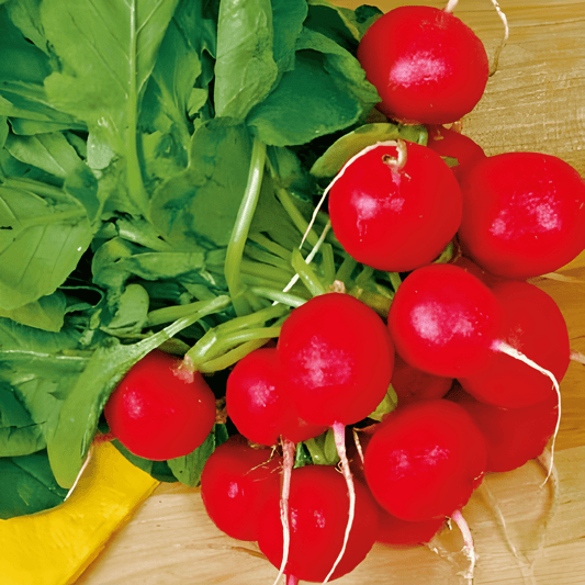 Radish Seeds Bel Image Raphanus Sativus Round Red Variety