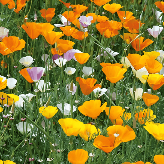 California Poppy Seeds Eschscholzia Californica Single-flowered Mixed