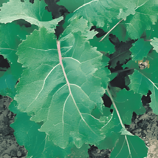 Snijmoes Blue Groninger Brassica Napus Vegetable Seeds