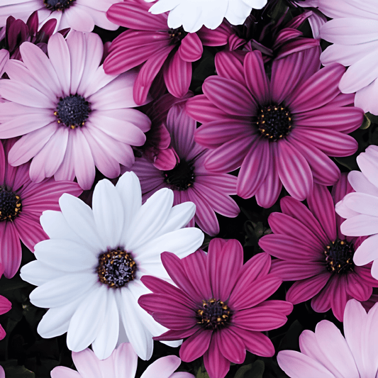 Osteospermum Akila Mix Seeds Osteospermum Ecklonis Spanish Daisy