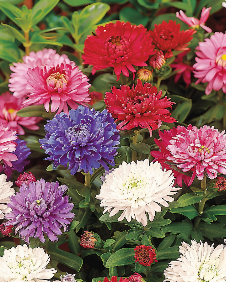 Dwarf Aster Seeds Callistephus Chinensis Waldersee Mixed Colors