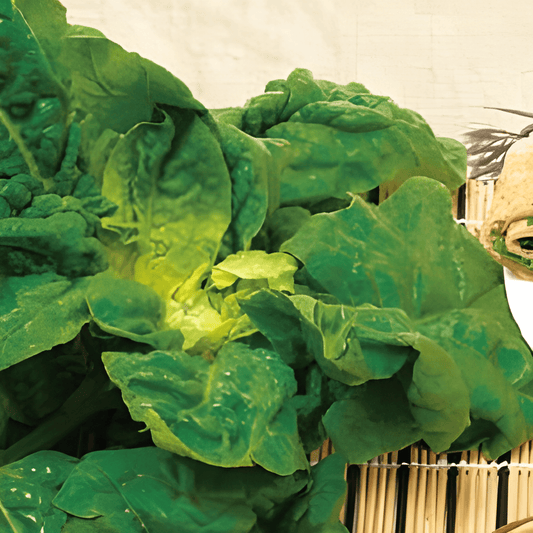 Turkish Spinach Seeds Spinacia Oleracea Dark Green Leaves