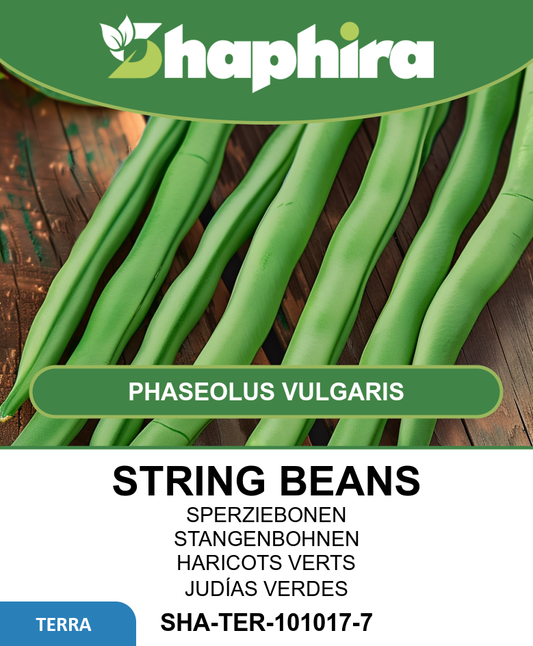 String Beans Seeds Dawson Phaseolus Vulgaris Extra Fine Variety