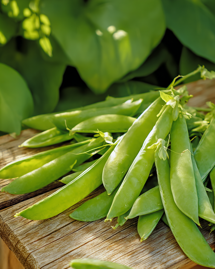 Snow Peas Seeds Pisum Sativum Norli Stringless Pods Variety