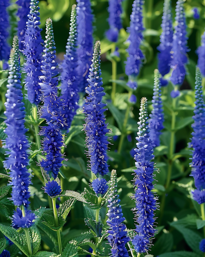 Veronica Blue Bouquet Seeds Veronica Spicata Flowering Perennial