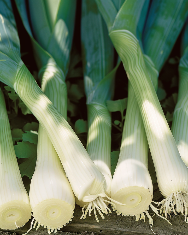 Swiss Giants Leek Seeds Allium Porrum Vegetable Variety