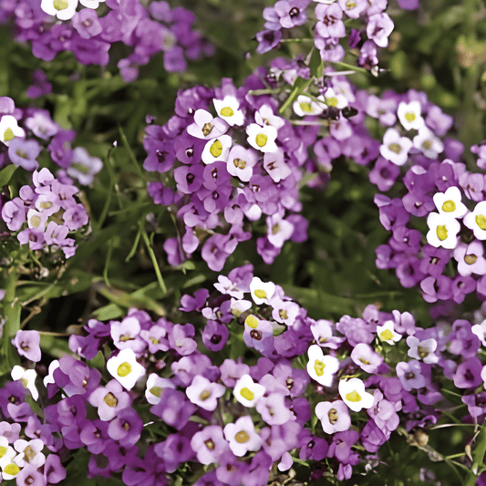 Alyssum Royal Carpet Seeds Lobularia Maritima Violet Flowers