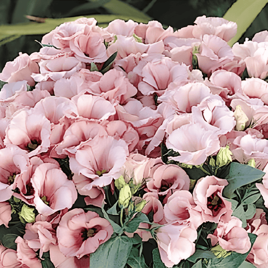 Lisianthus Pink Seeds Eustoma Russelianum Flower Seeds