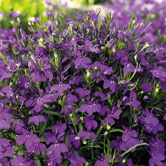 Lobelia Seeds Lobelia Erinus Crystal Palace Blue Flowering Annual