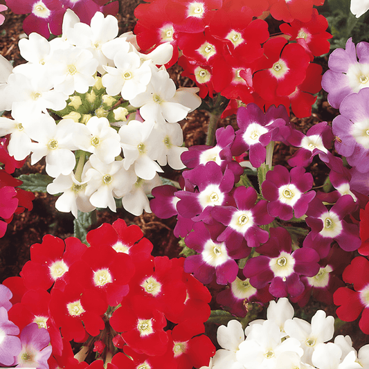 Verbena Hybrida Mixed Verbena Seeds Long Blooming Flowers