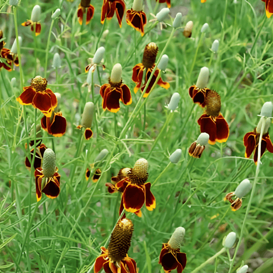 Prairie Coneflower Ratibida Columnifera Drought Resistant Seeds