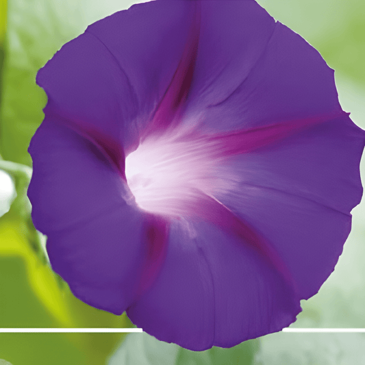 Climbing Morning Glory Seeds Ipomoea Purpurea Purple Flowers