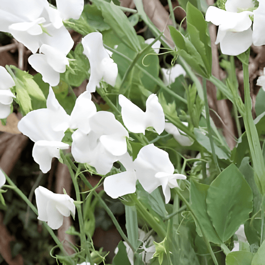 Sweet Pea Seeds Lathyrus Odoratus Royal Family White Flowers