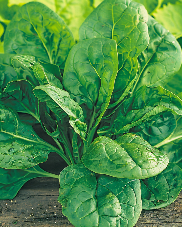Amsterdam Giant Leaf Spinach Seeds Spinacia Oleracea Large Leaves