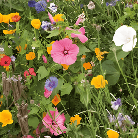 Butterfly Flower Seed Mix Butterfly Mixture Annual Flowers Seeds