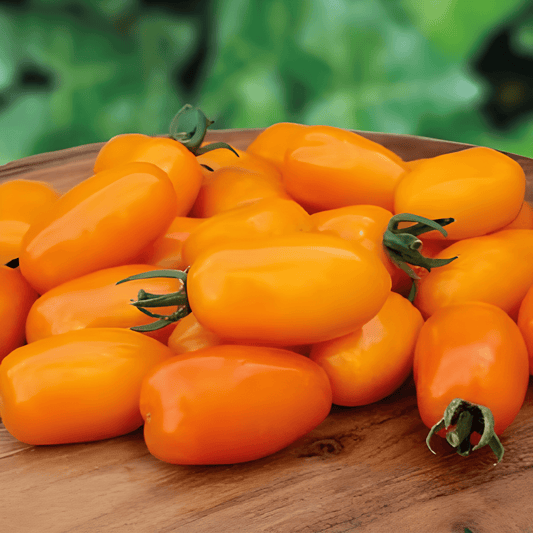 Snack Tomato Seeds Dattorange F1 Solanum Lycopersicum Orange Fruits