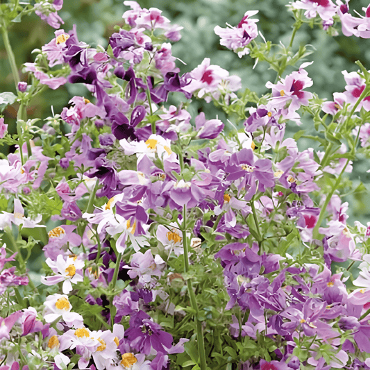 Schizanthus Wisetonensis Schizanthus Seeds Angel Wings Annual Flowers