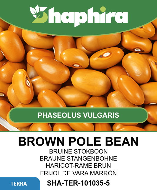 Brown Pole Beans Seeds Phaseolus Vulgaris Stambonen North Holland
