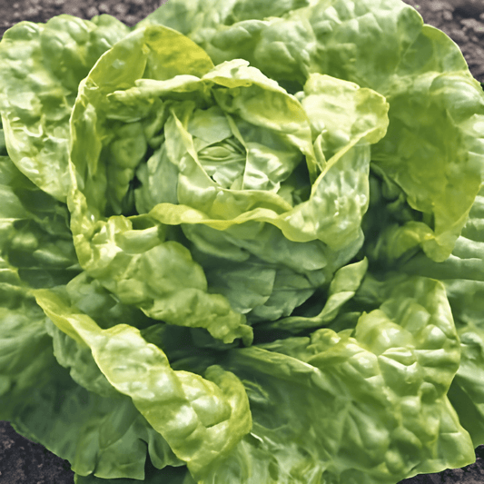 Black German Lettuce Seeds Lactuca Sativa Butter Leaf Variety
