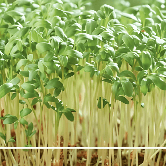 Garden Cress Microgreens Lepidium Sativum Seeds For Indoor Growing