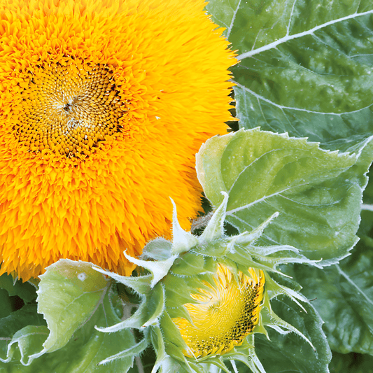 Double-flowered Sunflower Seeds Helianthus Annuus Sungold Low