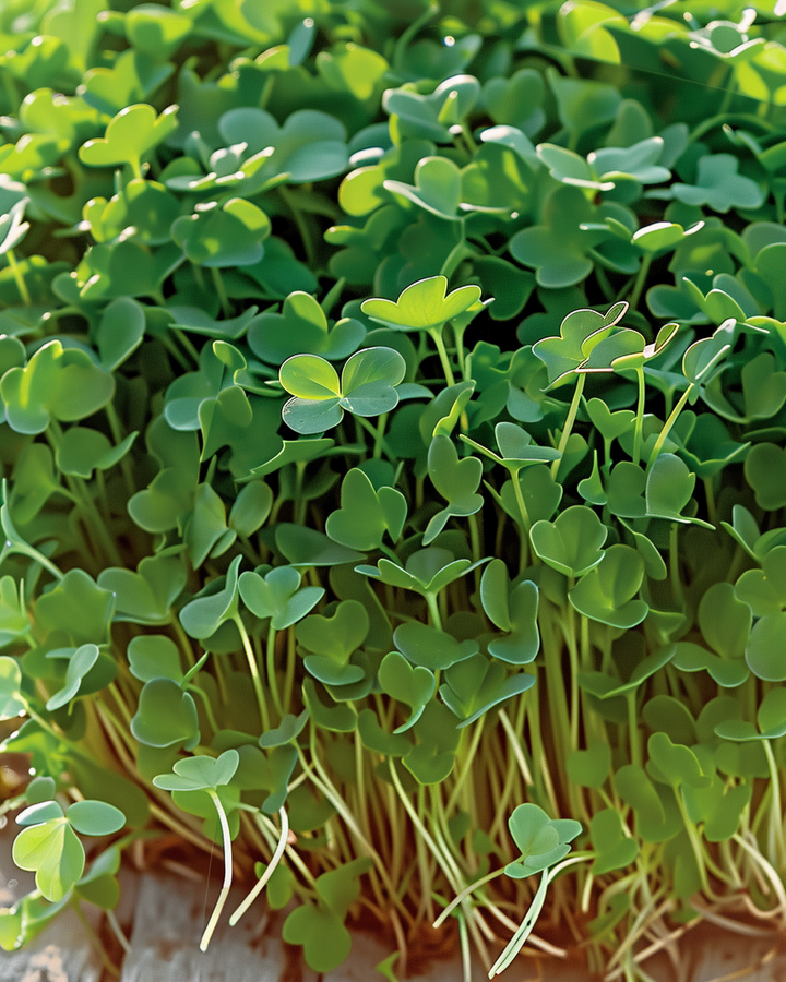 Organic Garden Cress Seeds Lepidium Sativum Sprouting Vegetable