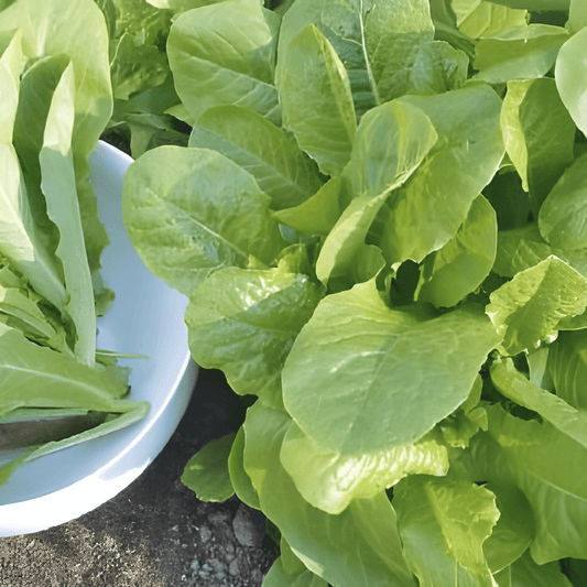 Chive White Tops Lactuca Sativa Vegetable Seeds