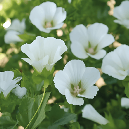 White Mallow Seeds Malope Trifida Trechtermalva White Queen