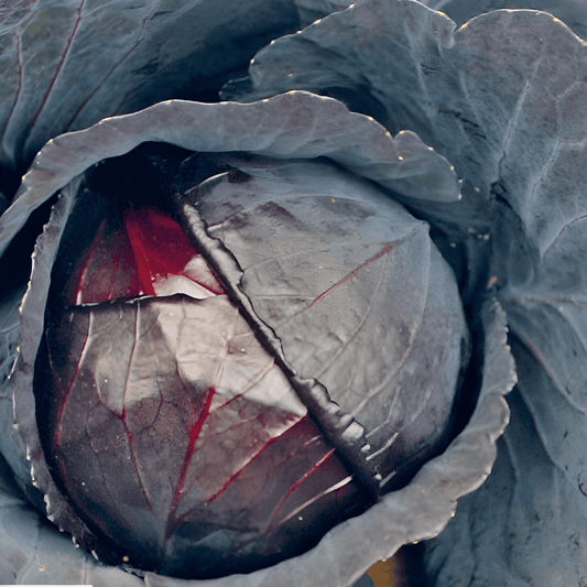 Red Cabbage Seeds Brassica Oleracea Early Redhead Variety